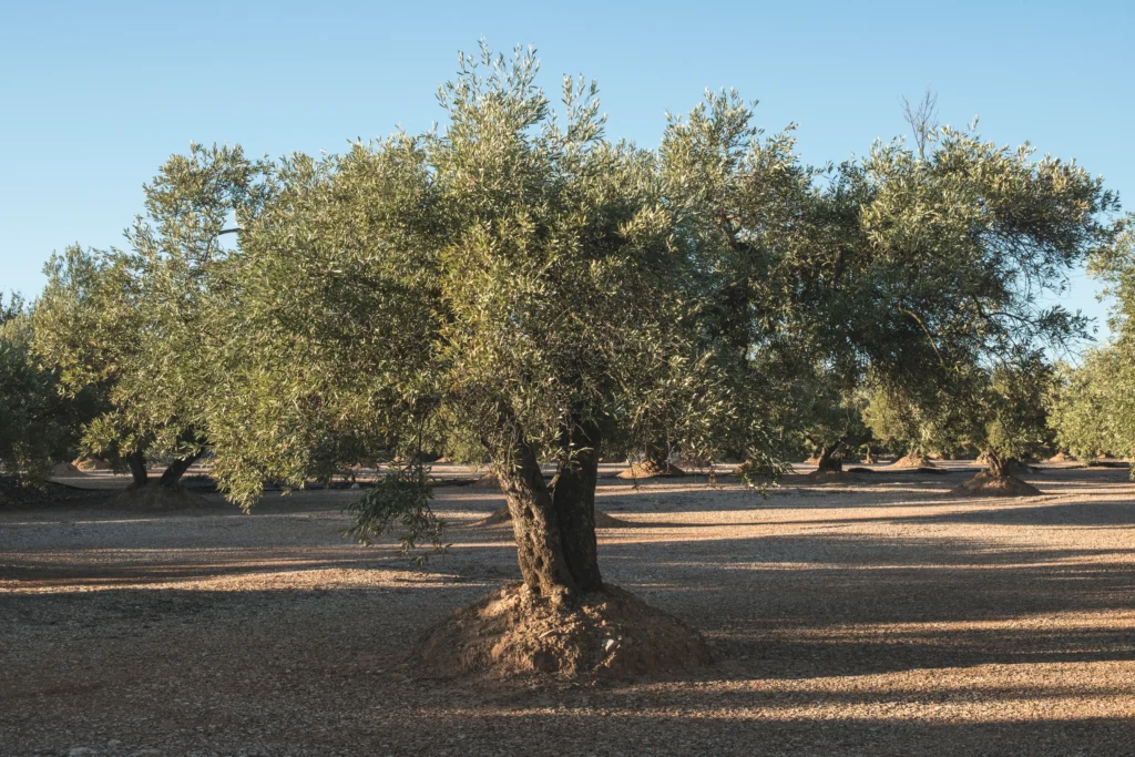 limpieza olivo